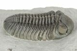 Prone Eldredgeops Trilobite - Sylvania, Ohio #257540-2